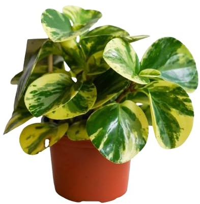 Peperomia Variegata Natural Suculenta Resistente de Exterior e Interior
