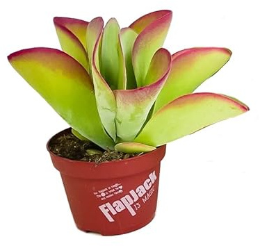 Kalanchoe 'Red Lips' Thyrsiflora Kalanchoe Labios Rojos Planta Natural