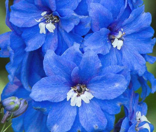 Delphinium Estate Cieli Delphinium Cultorum - 55 semi-vrac