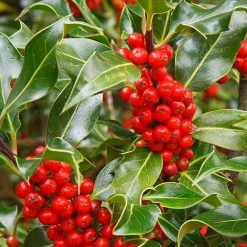 Plant Theory J.C. Van Tol English Holly Ilex Aquifolium Shrub Plant 3L Pot