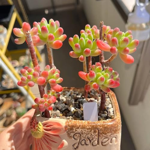 semi resistenti di di sedum,bellissimi luminosi con da giardino perenni resistenti,per esterni aiuole rialzate per 200pcs