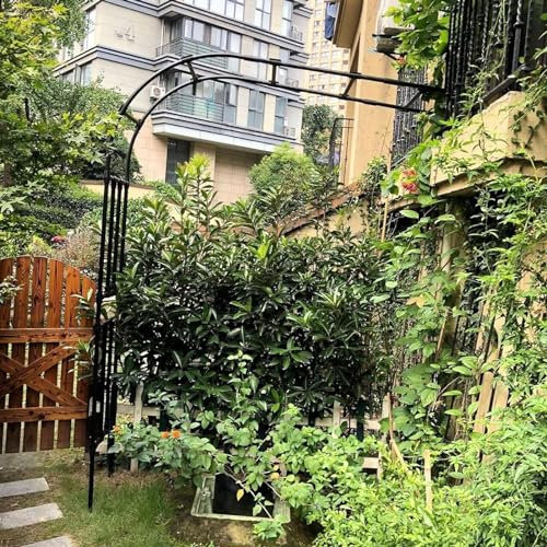 Pergola en métal de 7,9 pieds, arche de jardin demi-côté pour plante grimpante, treillis de tonnelle de jardin en acier robuste, décoration d'arche de mariage, supports de fleurs, noir(Size:60x240x40C