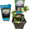 Nymphaea - Planta para estanque resistente al invierno para estanques, barriles y estanques de jardín, color blanco