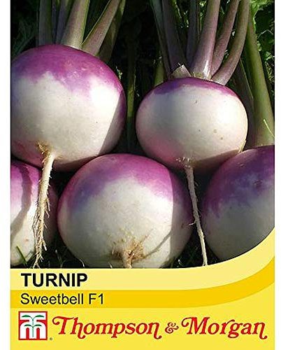 Turnip 'Sweetbell' F1 Hybrid Brassica Rapa Hardy Annual Vegetable Summer Autumn Harvest Garden Plants Grow Your Own 1 x Seed Packet (100 Seeds) Turnip 'Sweetbell' F1 Hybrid by Thompson and Morgan
