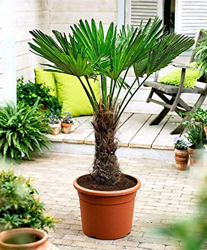 Seltene Trachycarpus Wagnerianus Hanfpalme bis 150 cm Höhe Frosthart bis -19 Grad