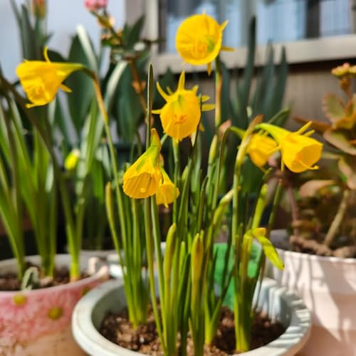 5bulbos de narcisos - balcón, crecimiento, narcisos, decorativas, resistentes verano de silvestres