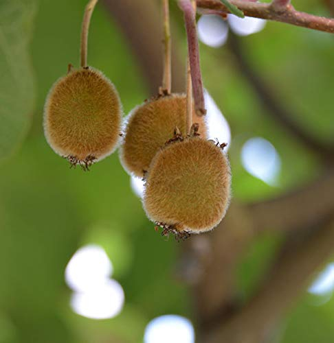 Selbstfruchtende Kiwi Jenny 60-80cm - Actinidia chinensis - lebende Gartenpflanze aus den Baumschulen