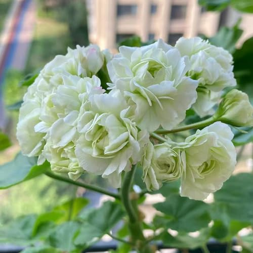 geranio semi di giardino semi selvatici tagliati decorazione giardino interni perenni resistenti all'inverno arbusto farfalle 50pcs