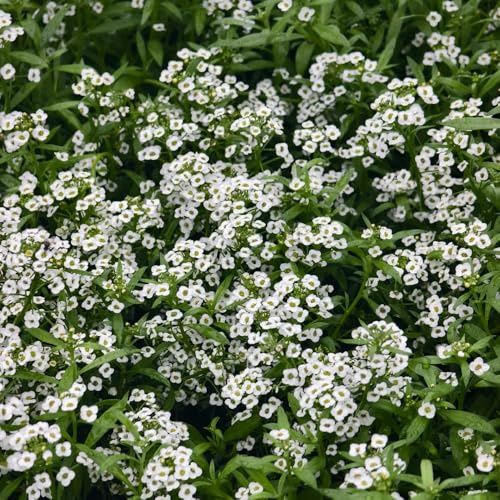 Semillas de Lobularia maritima, de otoño resistentes semillas de silvestres 1000pcs