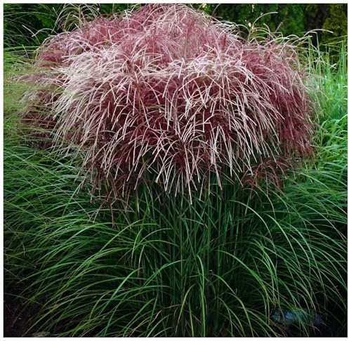 Stauden Gänge 3 x Miscanthus sinensis 'Versammlung' Rotes Chinaschilf | Rotes Ziergras für Sonne, Blüte August bis September, mehrjährig, 1 L Topf (11x11 cm)