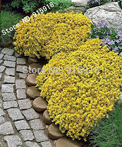 Flower Seeds 50pcs Sedum-Acre Golden Carpet, Yellow Stonecrop Ground Cover Flower Bonsai Seeds