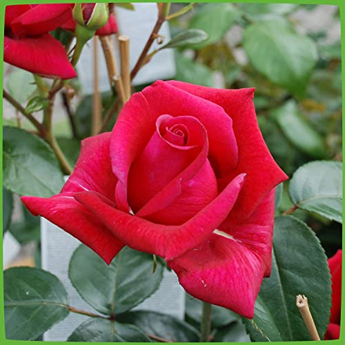 Kletterrose Red Flame in Rot - Kletter-Rose winterhart, stark duftend - Pflanze für Rankhilfe im 5 Liter Container von Garten Schlüter - Pflanzen in Top Qualität
