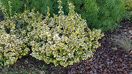 Euonymus fortunei 'Emerald Gold' / Fusain de Fortune 'Emerald Gold' / Conteneur de 3 à 4 litres