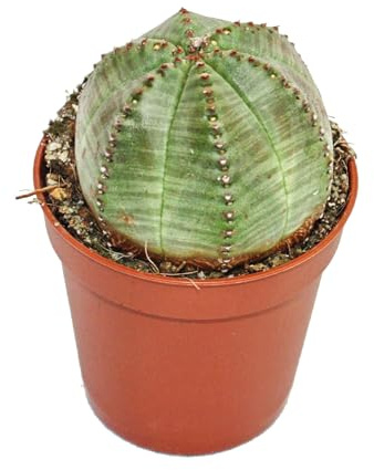 Exotenherz Euphorbia obesa – Euphorbia – Béisbol – algodoncillo – Suculenta en maceta de 5,5 cm