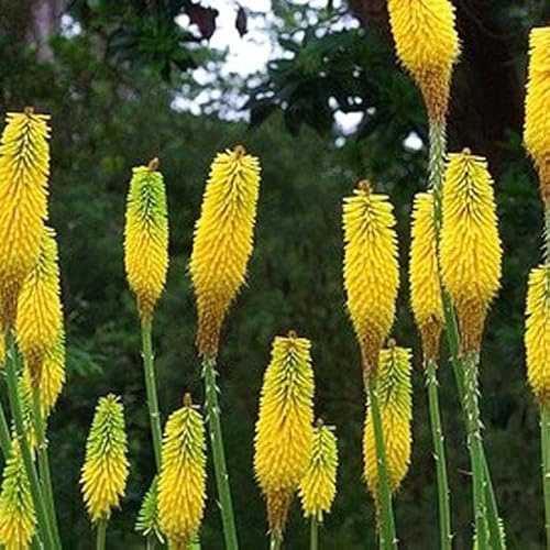 6x Gelbe Fackellilie - Kniphofia citrina - Topf 9x9cm - Gartenstaude