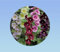 20 graines de Rose Tremiere mixtes - Alcea rosea - vivace - - fleurs simple - en mélange