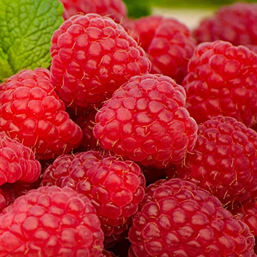 Graines De Fruits Géants De Framboise Rubus Idaeus Également Connues Sous Le Nom De Framboise Rouge Ou De Framboise Européenne Graines De Jardin À Domicile