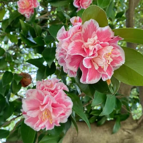 kamelie winterhart gartenkräuter gartendeko für draußen mehrjährige blumensamen heilkräuter kamelien exotische zimmerpflanzen gartensamen balkon garten hängepflanzen winterhart 20samen