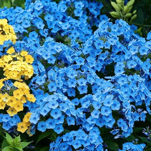 Phlox de alfombra - flox subulata trepadora silvestres de balcón decoración semillas balcón jardín rocas jardín Cobertura 550pcs