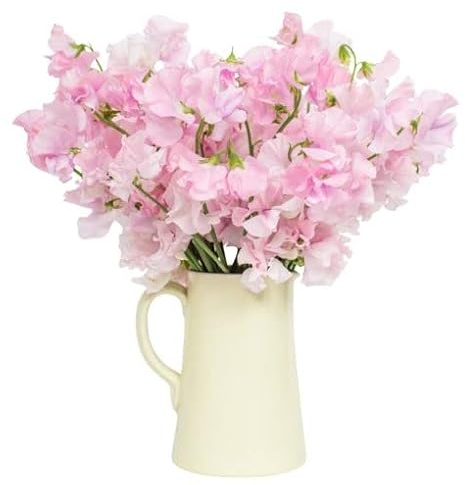 Fresh Sweet Peas - Pink - 10 Stems - Sweet Peas Delivery - Fresh Sweet Peas Delivered Nationwide