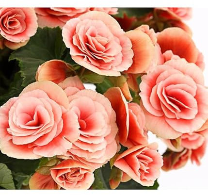 Begonia de Flor PREMIUM Planta Variedad Elatior Colores Exuberantes