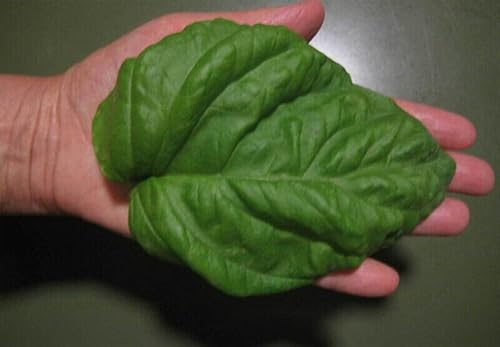 BASILICO GIGANTE - GIANT BASIL, 50 SEMI semi freschi
