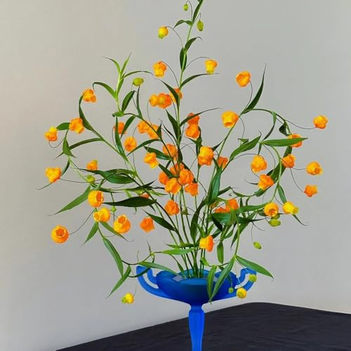 Semillas de Sandersonia aurantiaca, resistentes para el jardín Semillas de lirio de linterna, silvestres de jardín 60pcs