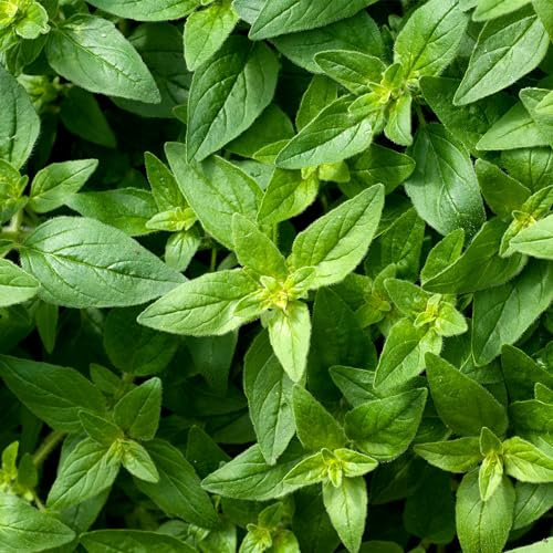 Herbs - Sweet Marjoram, Origanum Majorana - Outdoor Plants for Herb Garden - Herbs for Planting in Garden - Large Plant Grow Your Own (14cm Pot, 15-25cm)