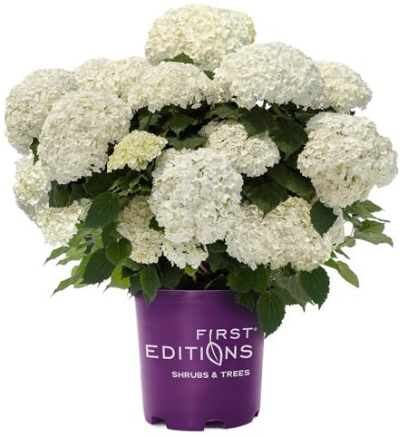 Fleur d'hortensia First Editions 2 g