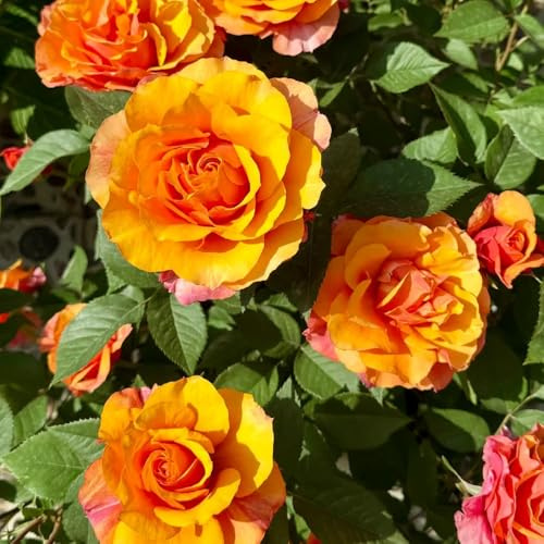 Rosenbaum, blumensamen schnell wachsende sträucher wildblumensamen garten 450Samen