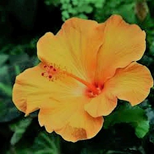 Yellow Hibiscus Syriacus Rosa di Sharon Semi -resistant winter