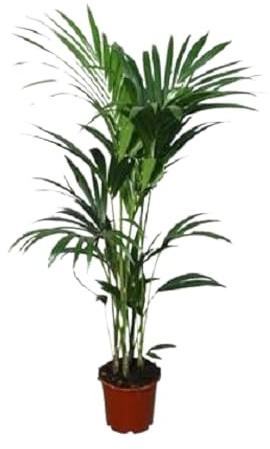 Kentia Palm - Howea Forsteriana altura 120cm tamaño para maceta 24cm