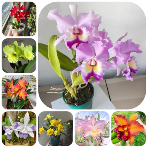semillas de orquídeas puppy raras, decoración sala estar, orquídeas catya para lugares soleados, sombra 100pcs