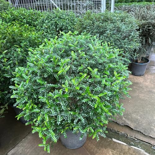 Semi di pepe, semi di Zanthoxylum piperitum, giardino da giardino arbusti resistenti arbusti a crescita rapida rare da esterno sempreverdi 50pcs