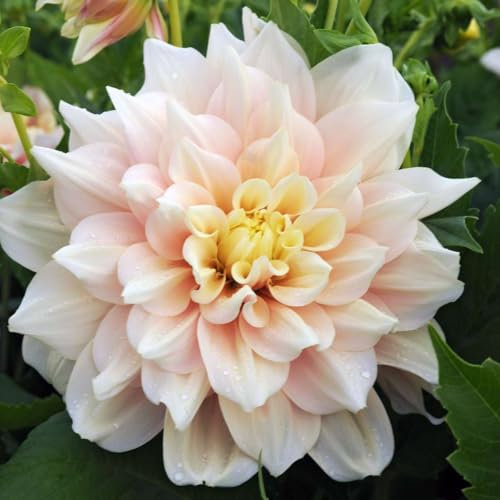 Plant in a Box - Dahlia Dinnerplate ‘Break Out’ - 3 tubercules de dahlia - Dahlia rose à grandes fleurs - Floraison estivale pour jardin et massifs