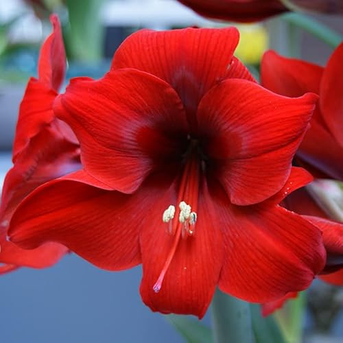 Amaryllis Floris Hekker | 1 Stück | Blumenzwiebel | Schnittblume | Topfpflanze | Geeignet für Kübel | Zimmerpflanze | Rot | Zwiebelgröße 28/30 | Ritterstern | 100% Blütegarantie | QFB Gardening