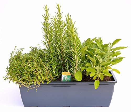 Kräuterkasten Grillkräuter 40cm Anthrazitkasten mit je 1er Kräuter Pflanze: Thymian, Salbei & Rosmarin