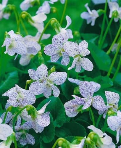 Viola sororia 'Freckles' 9x9 cm Topf – Winterhart, Mehrjährig, Pflegeleicht – Freckles-Veilchen – Bodendecker für Schattenbeet & Unterpflanzung