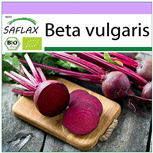 SAFLAX - BIO - Betterave - Globe de Detroit - 100 graines - Beta vulgaris