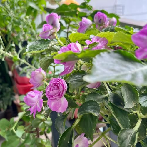 semi di impatiens - giardino roccioso Impatiens balsamina - decorazione rare autunnali resistenti semi di estivi selvatici regali per gli amanti 450pcs