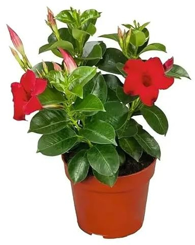 Mandevilla Roja en Flor Embellece tu Hogar con esta Planta Natural