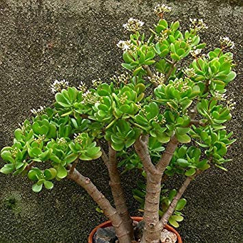 ric 20 Pz/Borsa Crassula Ovata Seme Crassula Oblique 'Gollum Piante Fogliame Coperte in Miniatur Pianta in Vaso Semi di Piante Sukkulenten'