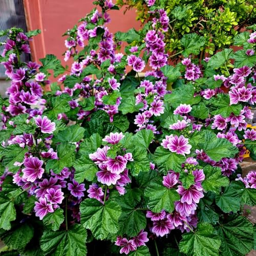 malva, semi di tappezzanti resistenti al freddo semi di malva per balcone Arredamento del soggiorno con rialzata primaverili, resistenti 350semi