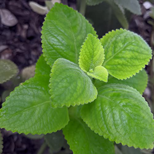 PAPCOOL Cuban Oregano L.ive Pl.ant Coleus Amboinicus Mexican Mint Starter Plant 4-7 Tall