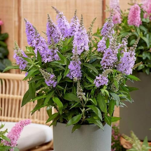 Plant Theory Little Lila Butterfly Bush Buddleja Shrub Plant 2L Pot