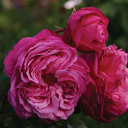 Heirloom Hybrid Tea Roses, Live Own Root Plant for Outdoor Garden, Sister Emmanuelle™, Exceptionally Fragrant, Hardiness Zones: 5-9, Repeat Blooming