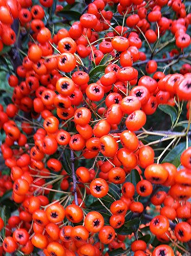Pyracantha arancione brillante Pyracantha