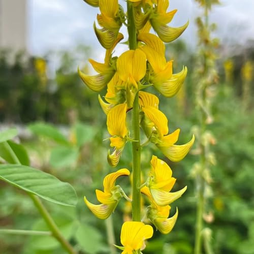 semillas de crotalaria cunninghamii, silvestres del balcón para camas elevadas, para lugares soleados cubierta perenne resistente 150pcs