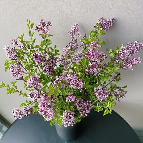 semi resistenti di lillà da balcone, recisi di lillà, appartamento sempreverdi resistenti per il giardino 65pcs