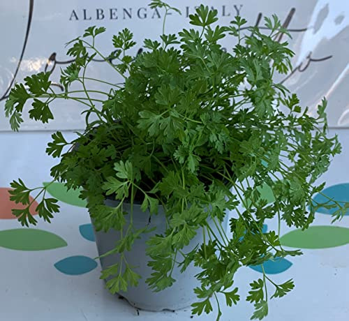 Cerfoglio pianta di Cerfoglio su vaso cm 14 in confezione da 2 piante